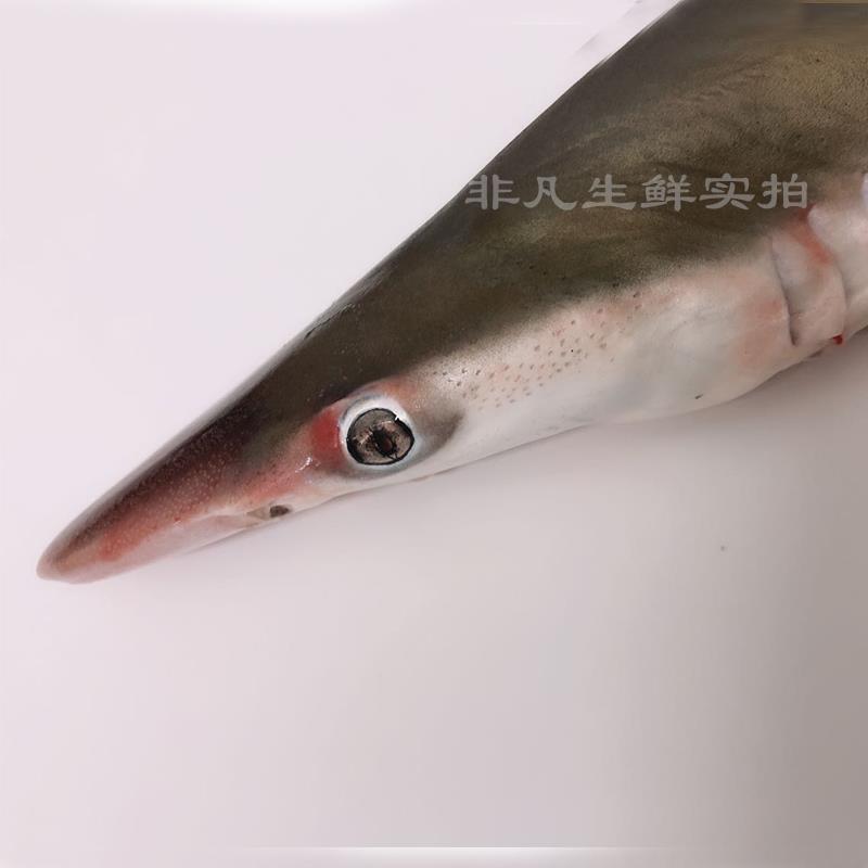 鲜活海捕食用小鲨鱼 小白鲨非大鲨鱼虎鲨 1斤-7斤/只急冻锁鲜发货