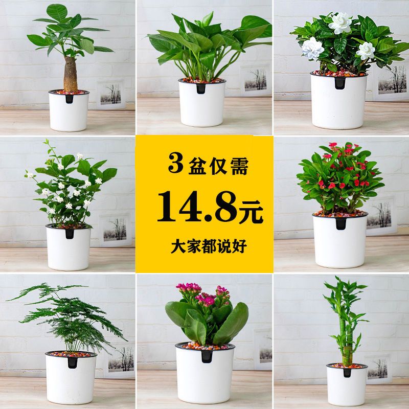 花卉盆栽室内花好养懒人办公室绿植水培富贵竹发财树绿萝多肉植物 虎窝拼