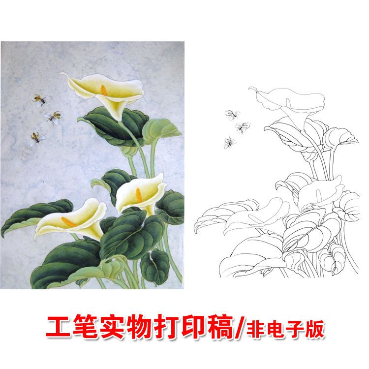 工笔画白描底稿马蹄莲白描稿山水人物花鸟画线描临摹实物画稿x66