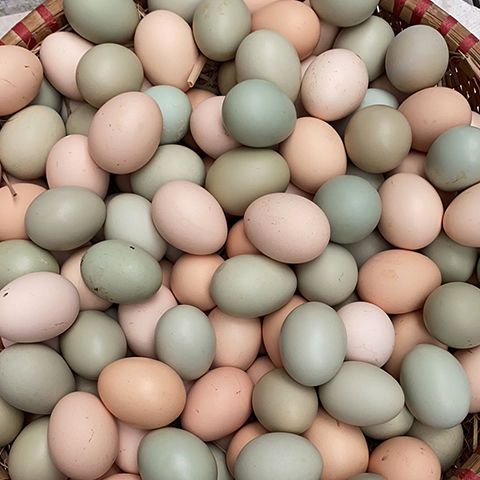 正宗农家散养土鸡蛋新鲜绿壳乌鸡蛋混合装儿童孕妇营养蛋整箱批发