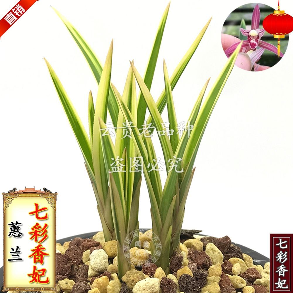 兰花 蕙兰艺草 七彩香妃 老种 盆栽 室内 阳台 花卉 办公室绿植
