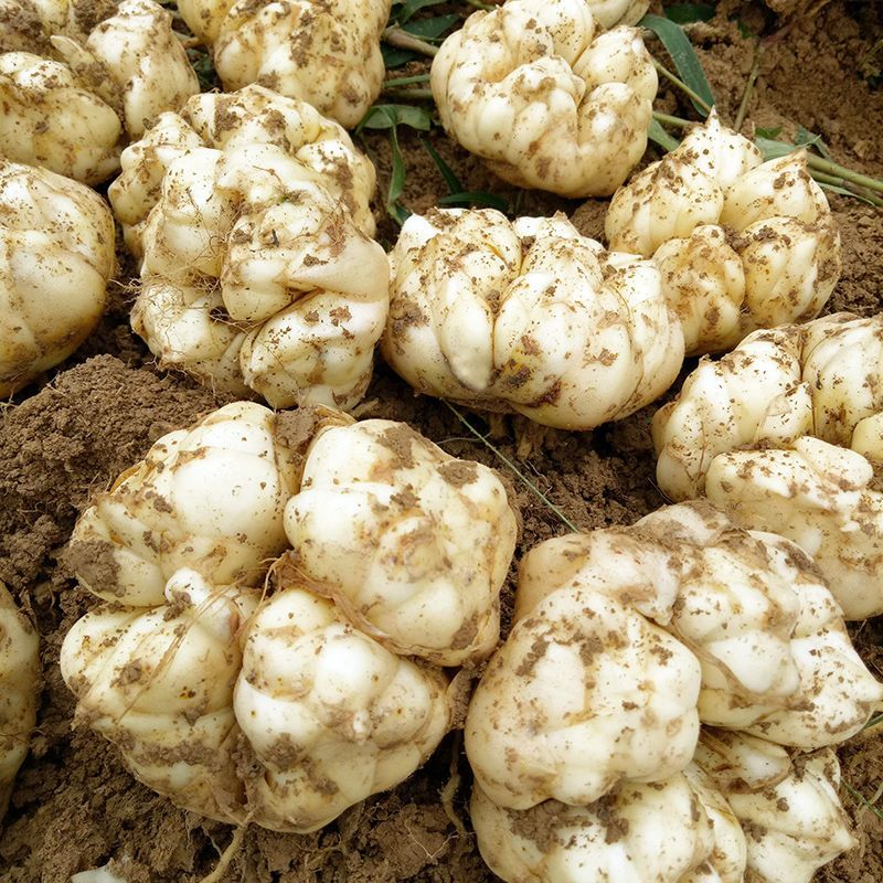 龙山百合新鲜农家现挖食用百合产地直发鲜百合煲汤无硫百合精品