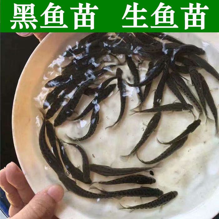 黑鱼苗活体淡水养殖鱼乌鱼苗生鱼苗财鱼苗观赏鱼好养