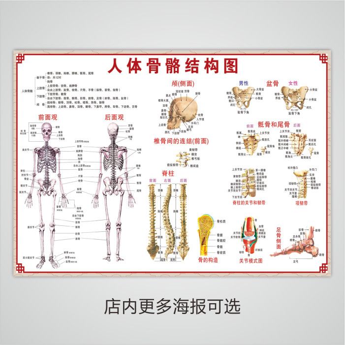 人体骨骼结构图大海报器官内脏结构图分布穴位图人体肌肉解剖图