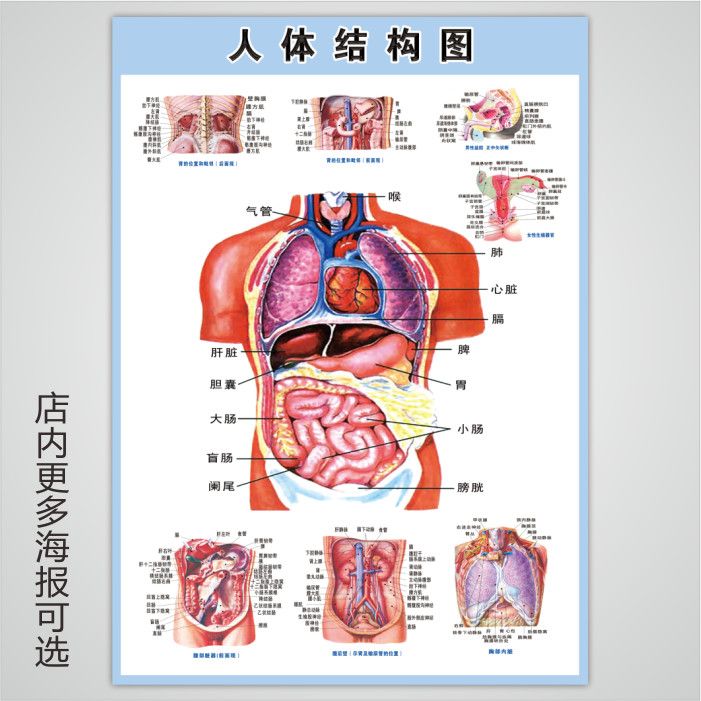 人体内脏解剖系统示意图医学宣传海报人体器官心脏结构图医院墙贴