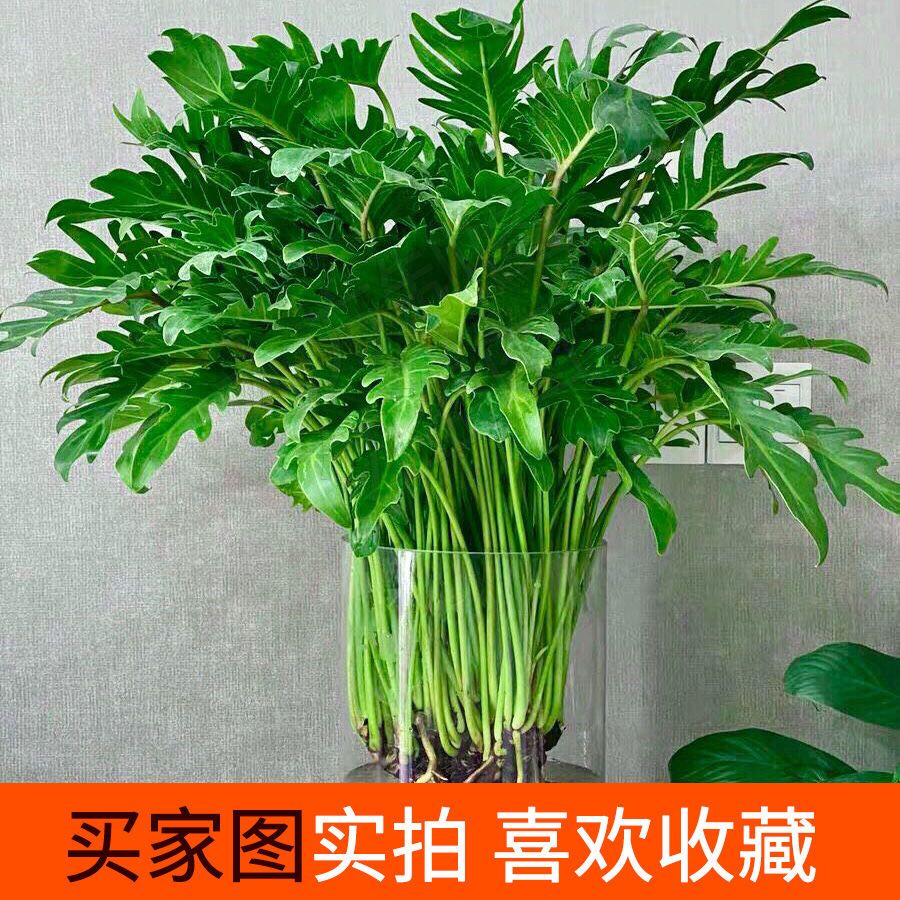 小天使龙鳞春羽水培养植物室内盆栽植物室内植物四季常青花瓶水养 虎窝拼