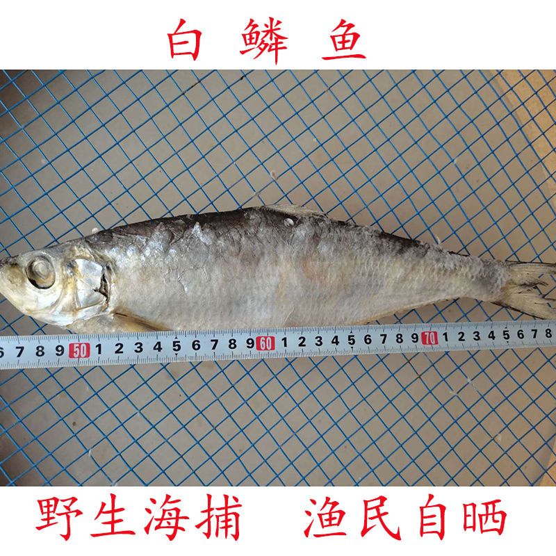 野生白鳞鱼咸鱼干咸香鱼鳓鱼鲞鱼曹白鱼咸鱼海鱼海鲜干货 虎窝拼