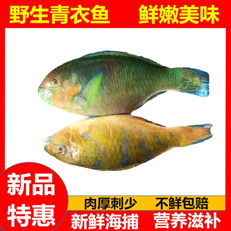 野生青衣鱼5斤妾鱼鳑魮鱼猪齿鱼青寒鲷青石斑鱼宝宝爱吃现发半斤