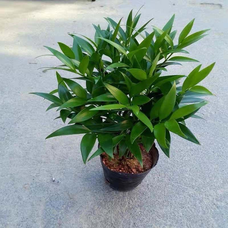 广州园林绿化公司,驱蚊竹