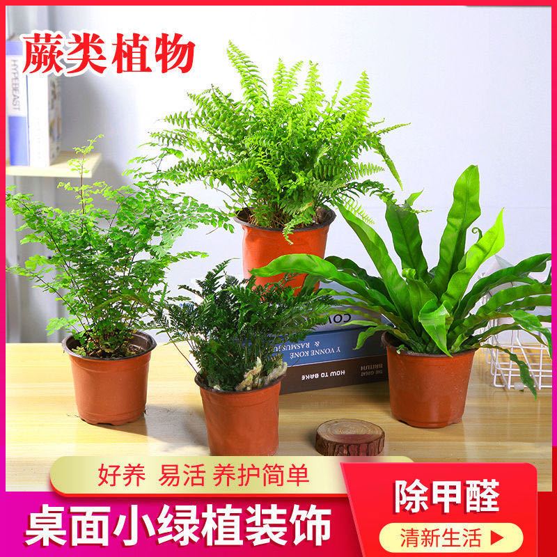 鸟巢蕨铁线蕨波士顿蕨狼尾蕨蕨类植物室内盆栽净化空气除甲醛包邮 虎窝拼