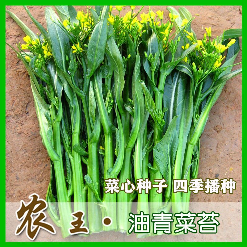 四九菜心种子矮脚菜心四季播种油青菜甜菜心蔬菜种籽广东苔菜盆栽