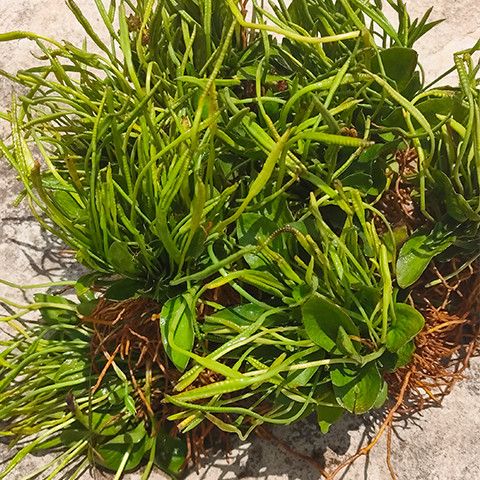 云南深山野生一支箭新干货 中草药材蛇吐须青藤蛇咬子瓶儿小草50g