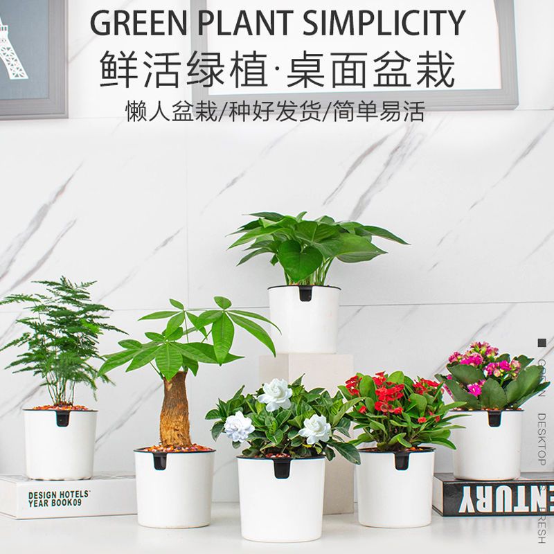 花卉盆栽室内花好养懒人办公室绿植水培富贵竹发财树绿萝多肉植物 虎窝拼