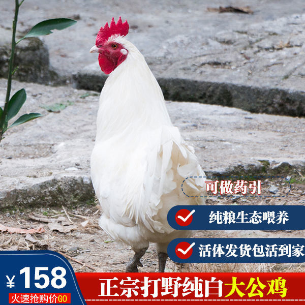 正宗土鸡活体散养纯白大公鸡无杂毛三白鸡活体药引活鸡包活到家【2月