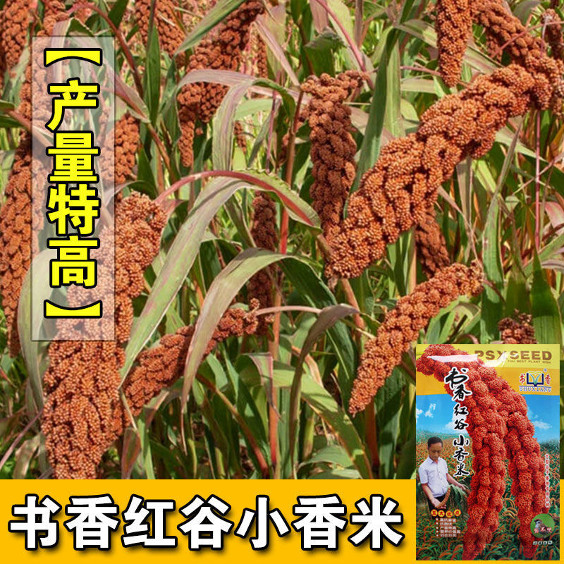 红谷小香米种子懒汉千斤高产香谷子种子抗鸟害小米种子黄小米种子