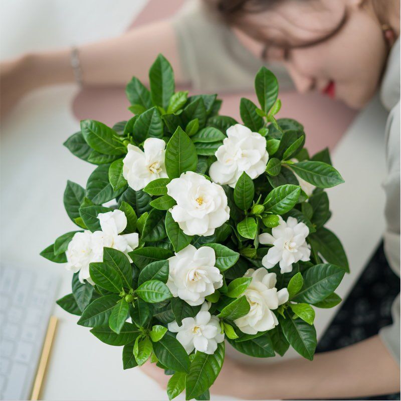 【大盆栀子花带花苞】四季开花桌面室内水培花卉绿植盆栽净化空气