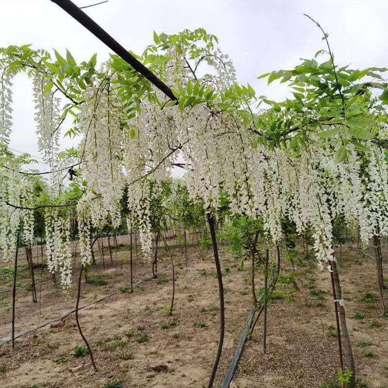 包成活 多花紫藤花苗紫藤树苗爬藤屋顶盆栽花园围墙庭院攀援 虎窝拼