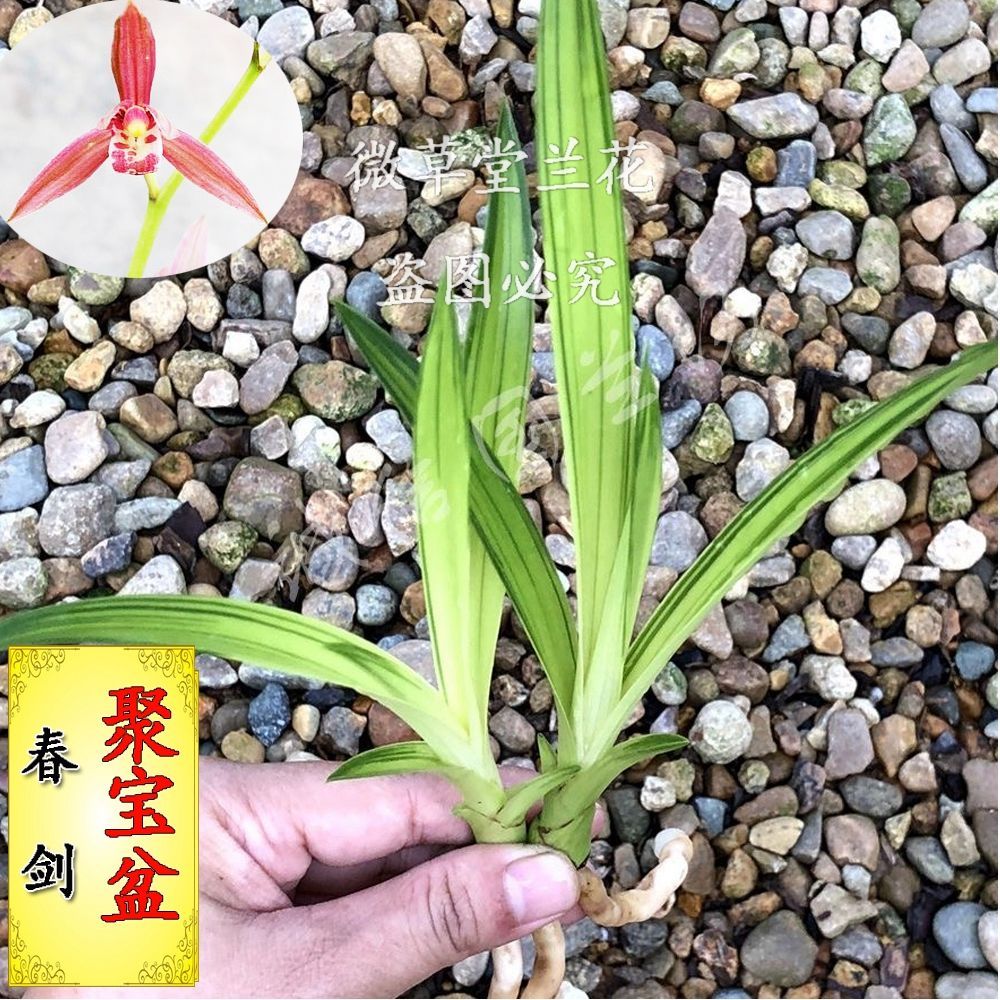 兰花 春剑艺草 聚宝盆 老种 盆栽 室内 阳台 花卉 办公室绿植