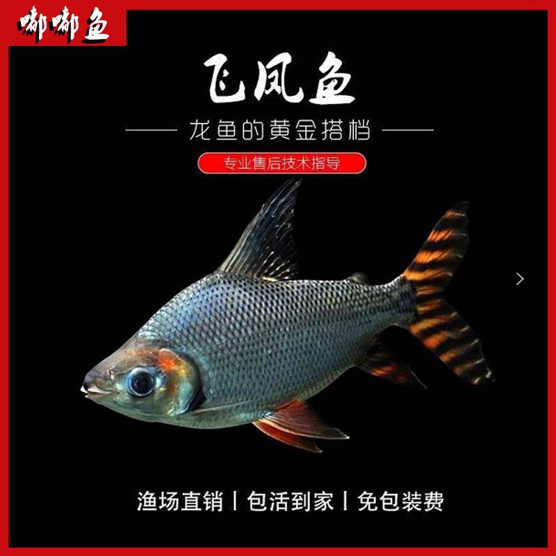 飞凤鱼活体观赏鱼热带鱼好养龙鱼配鱼吃垃圾鱼金凤银凤淡水鱼凤鱼【2
