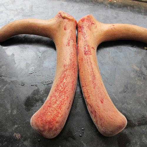 鹿茸血新鲜鹿血鹿茸血500克加酒保鲜一瓶包邮新鲜茸血