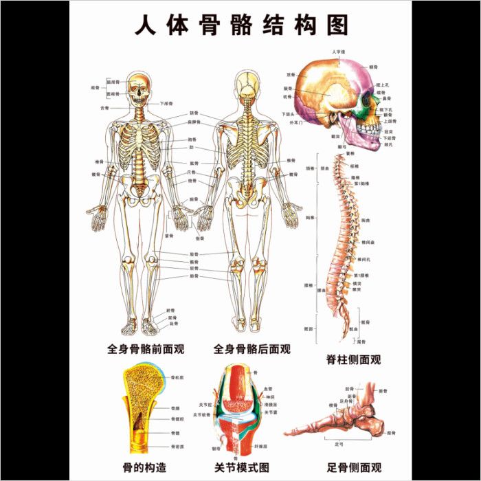 人体骨骼结构图挂画人体肌肉结构图器官结构图全身骨骼结构海报