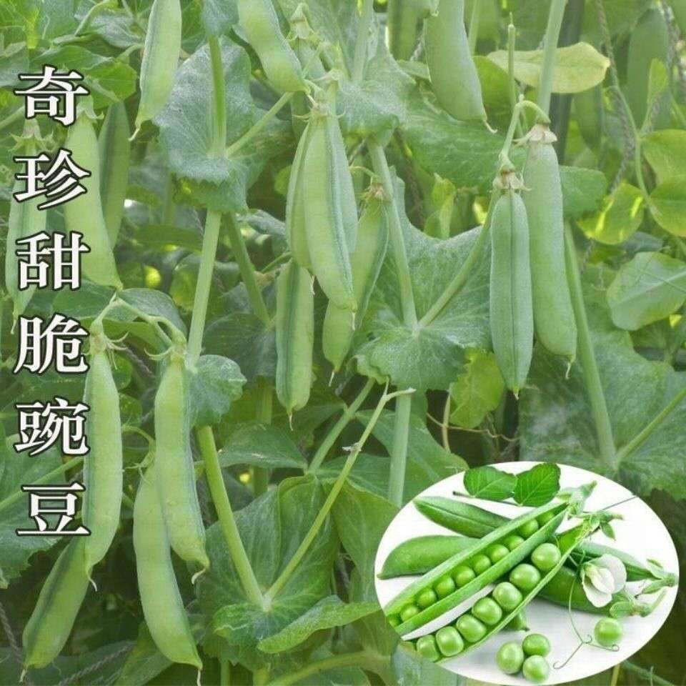 奇珍76甜脆豌豆种子水果豌豆种菜豆农家豆荚四季秋冬季荷兰豆种子