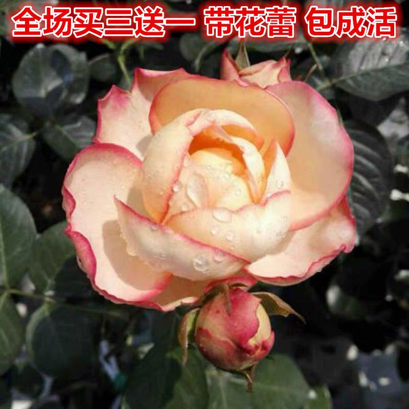 伊芙古典香水月季花苗大花阳台浓香多季花卉植物玫瑰花苗盆栽