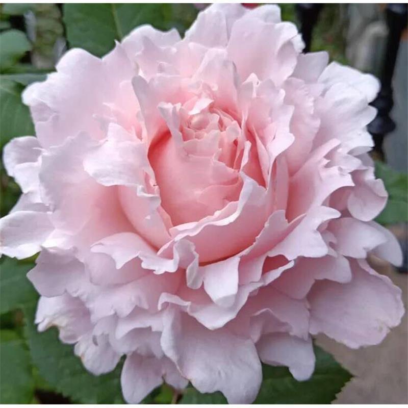 新品索菲罗莎月季花苗特大花浓香阳台盆栽四季开花玫瑰庭院