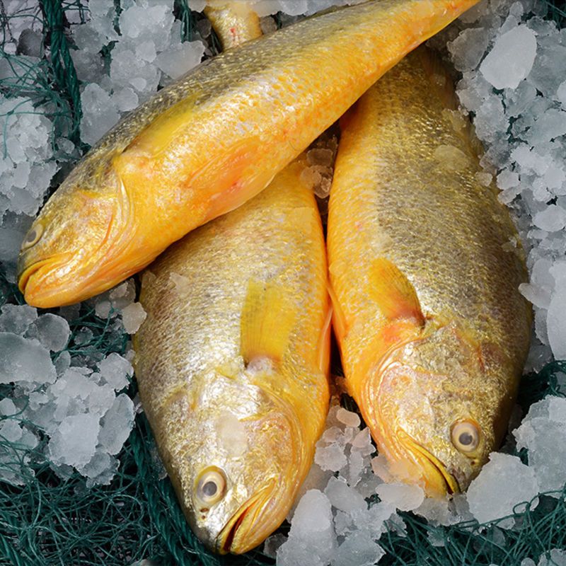 大黄花鱼纯冷冻鲜活黄鱼海鲜深海大海鱼当季新鲜黄鱼1斤2斤装整箱