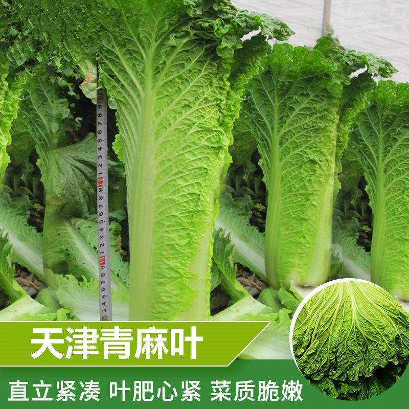 天津青大白菜种子竹筒青麻叶白菜籽早熟秋季四季农家大田蔬菜种孑