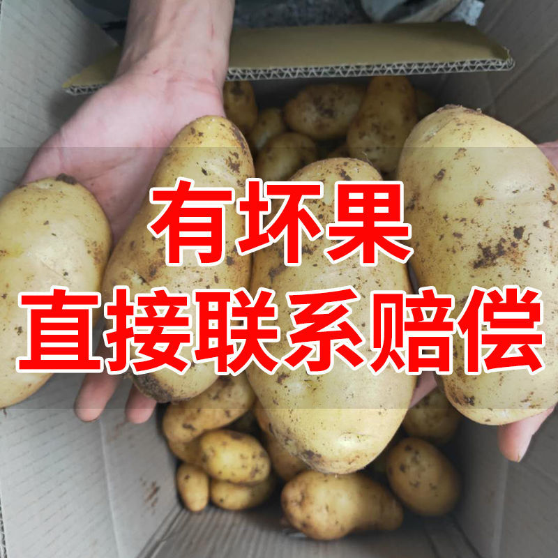 10斤新鲜土豆黄皮黄心现挖小土豆农家自种马铃薯蔬菜批发5斤包邮