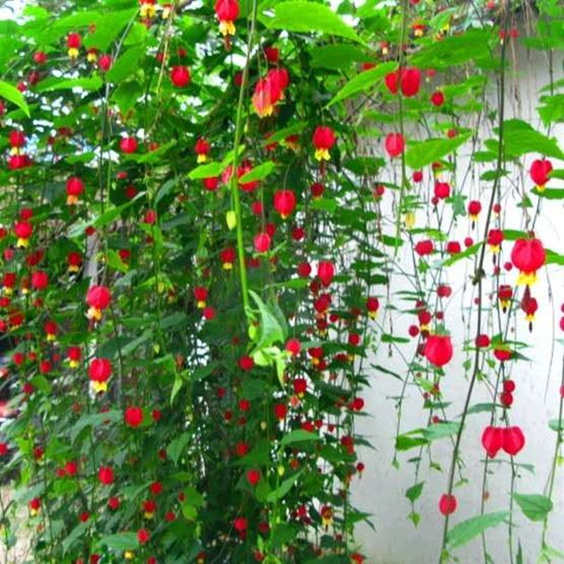 蔓性风铃花灯笼花盆栽爬藤植物四季开花好养易活阳台庭院带花苞 10月19日发完 虎窝拼