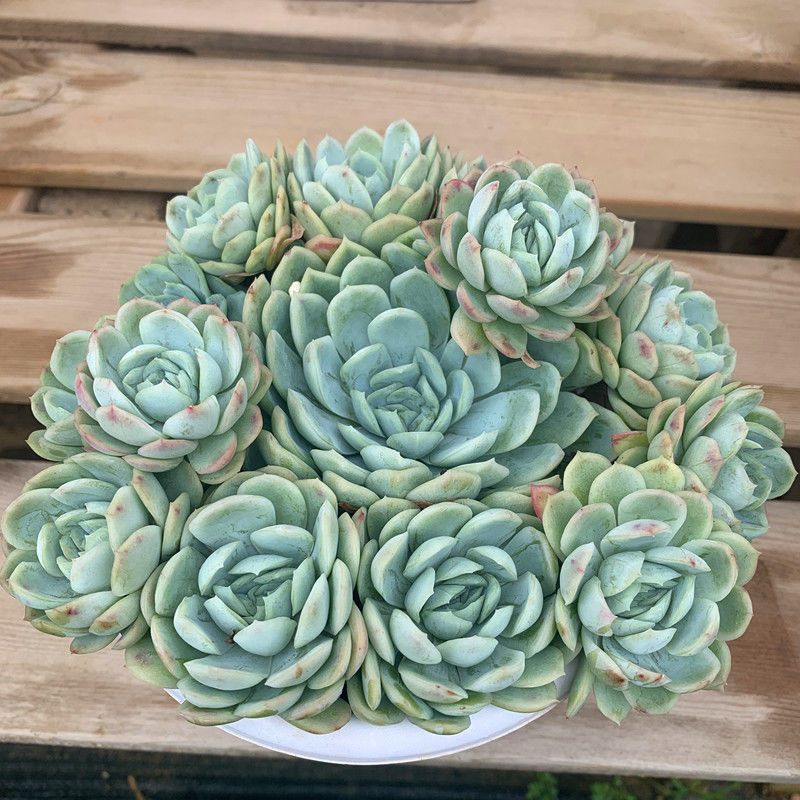 冰梅多肉 群生老桩带盆土发货肉肉盆栽花卉露养