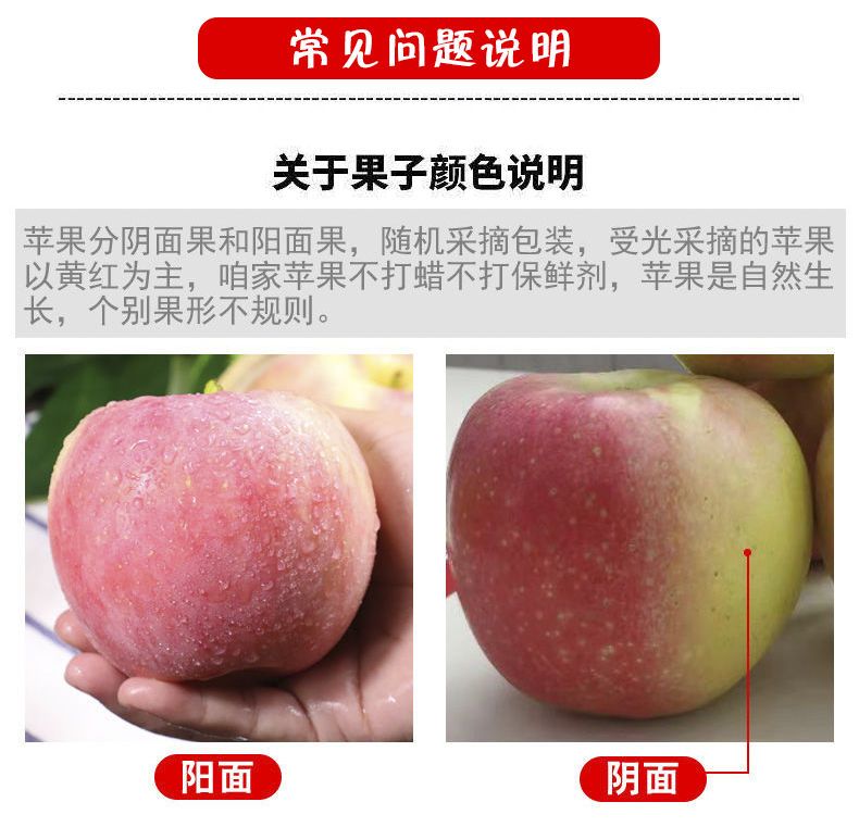 【冰糖心】新鲜红富士苹果丑苹果现摘新鲜苹果水果1/5/10斤包邮果