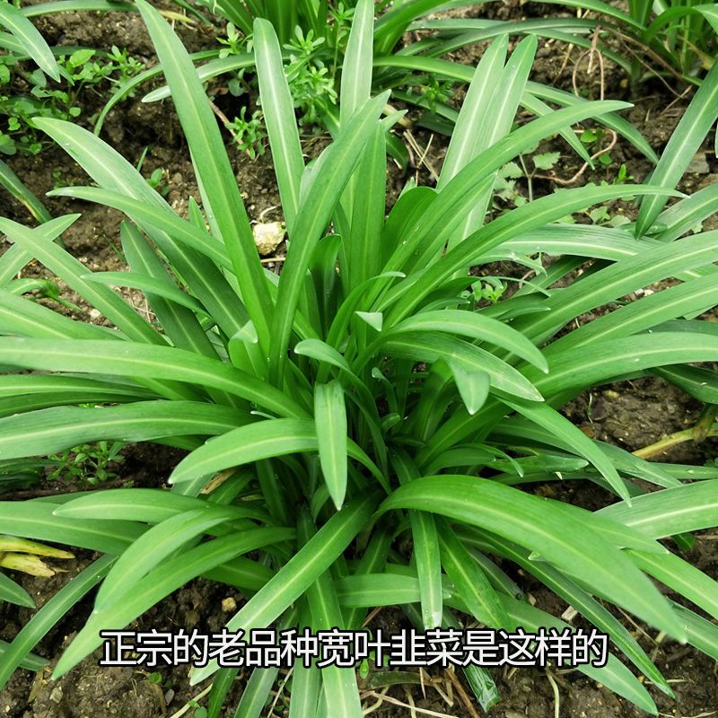 新鲜蔬菜特价现摘贵州野菜山区韭菜宽叶韭菜石韭菜观音菜叶撇菜叶