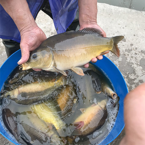 优质裸鲤鱼苗淡水冷水鱼无甲鲤鱼三道鳞裸斑鲤鱼光斑鲤鱼德国镜鲤