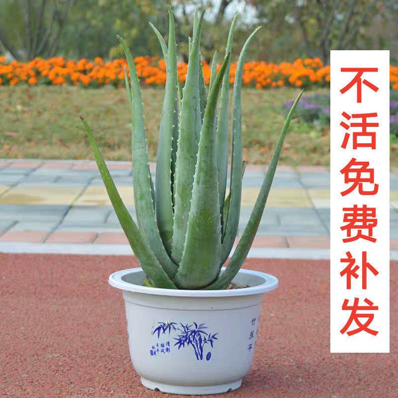 芦荟盆栽 吸甲醛防辐射库拉索芦荟美容花卉不夜城芦荟小盆栽