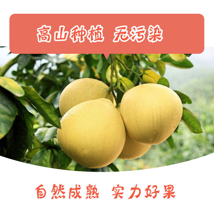 【精选】柚子红心蜜柚现摘当季新鲜水果正宗福建平和管溪红心柚子