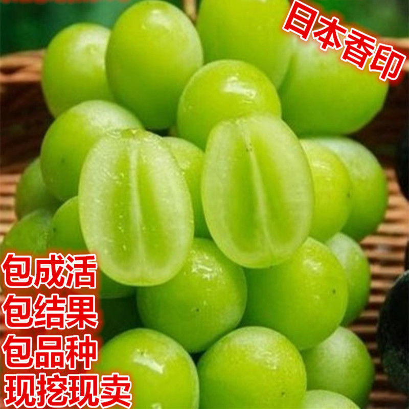新品种葡萄苗 日本香印翠玉青提 日本香印葡萄苗南北方种植果树苗