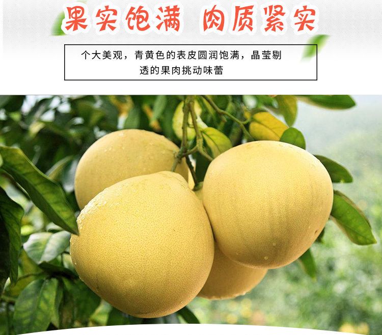 【精选】柚子红心蜜柚现摘新鲜水果福建平和红心柚子