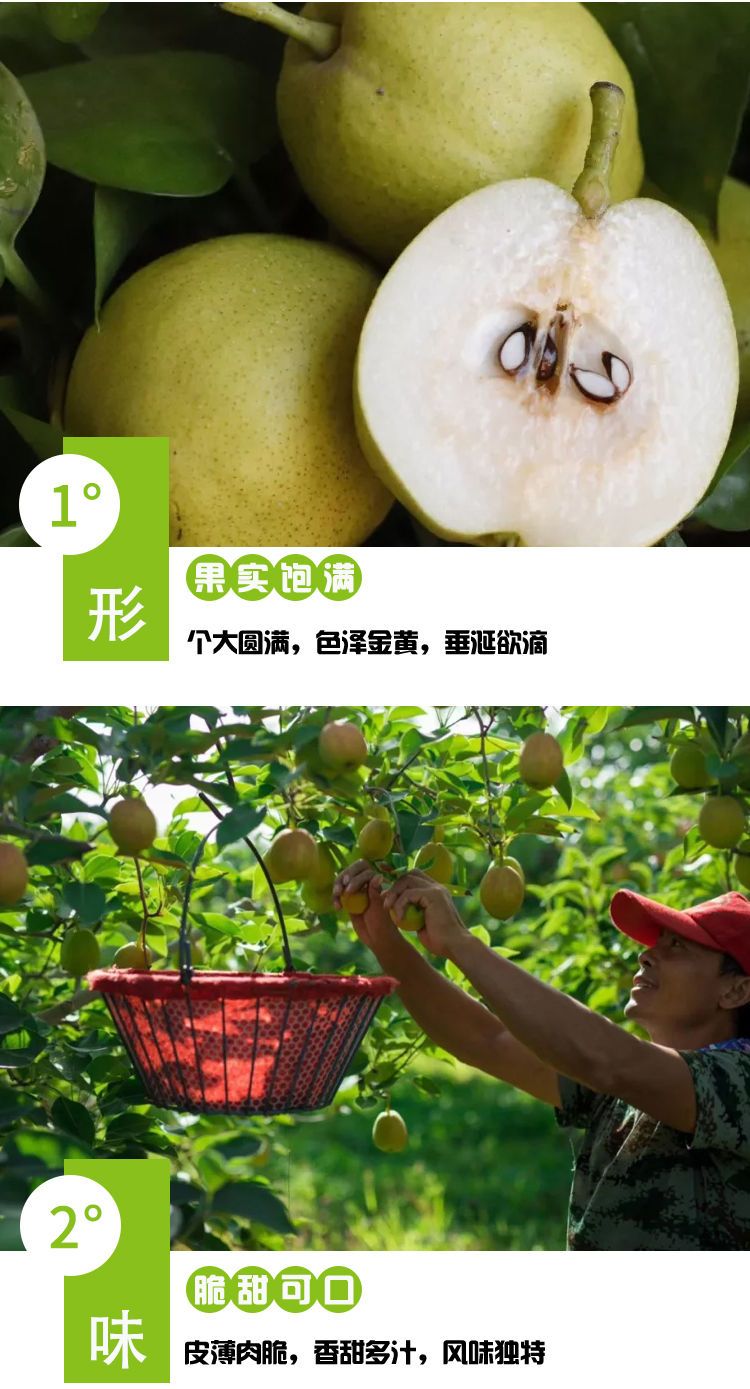 【顺丰包邮】新疆库尔勒香梨正宗新鲜水果批发3/5/8斤2020年新梨