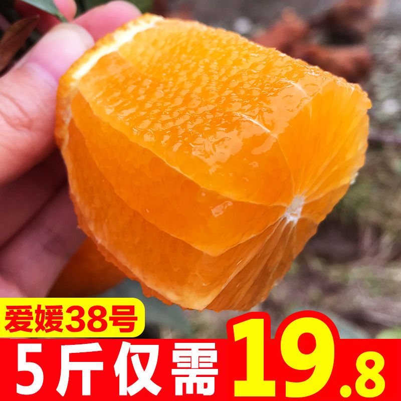 88797-四川爱媛38号果冻橙8斤当季新鲜水果手剥橙子柑橘桔子5斤-2斤批发-详情图