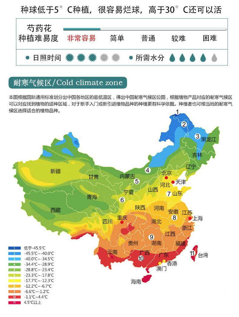 耐寒芍药花苗带芽重瓣芍药花根块多年生花卉种球室内盆栽庭院植物