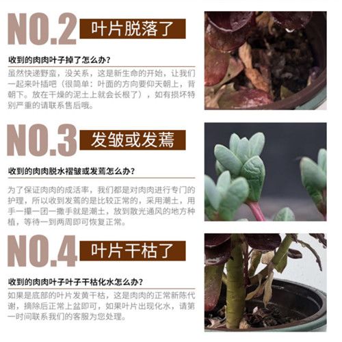 多肉植物品种大全玉露介绍 9469946e-bd0d-4b87-a3df-b9654446c5ac.png.a.jpeg
