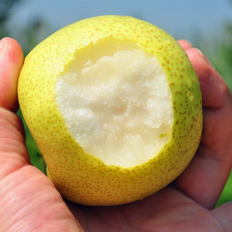 正宗砀山梨子水果10斤新鲜现摘农家百年汤山酥梨5斤皇冠批发包邮