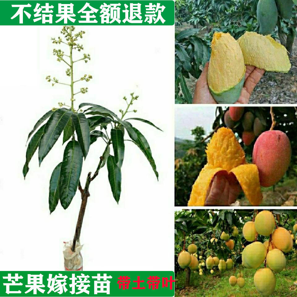 芒果树苗南方果树苗盆栽四季芒果苗嫁接庭院地栽水果苗广西金煌芒