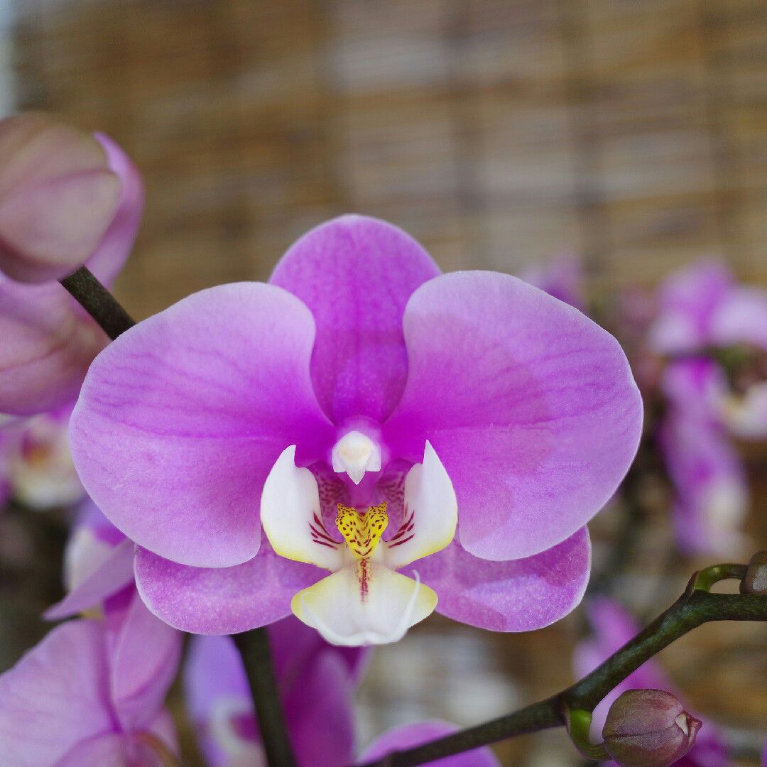 蝴蝶兰盆栽带花苞花剑 安娜 花卉植物室内花好养的花四季开花不断