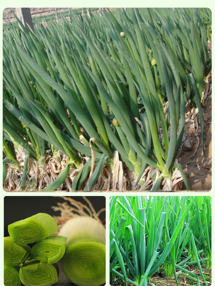 怎么种葱秧子 6e5c15d4-f2b2-4dda-b67e-25179805c221.jpeg.a.jpeg