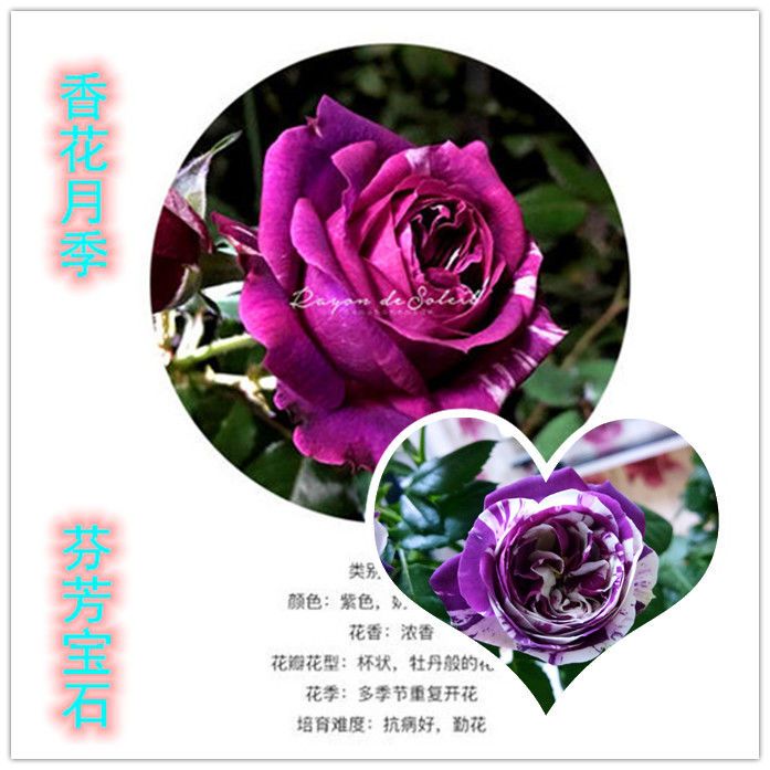 月季芬芳宝石花卉盆栽花苞紫红白色浓香玫瑰朱丽叶大花型室外阳台 虎窝拼