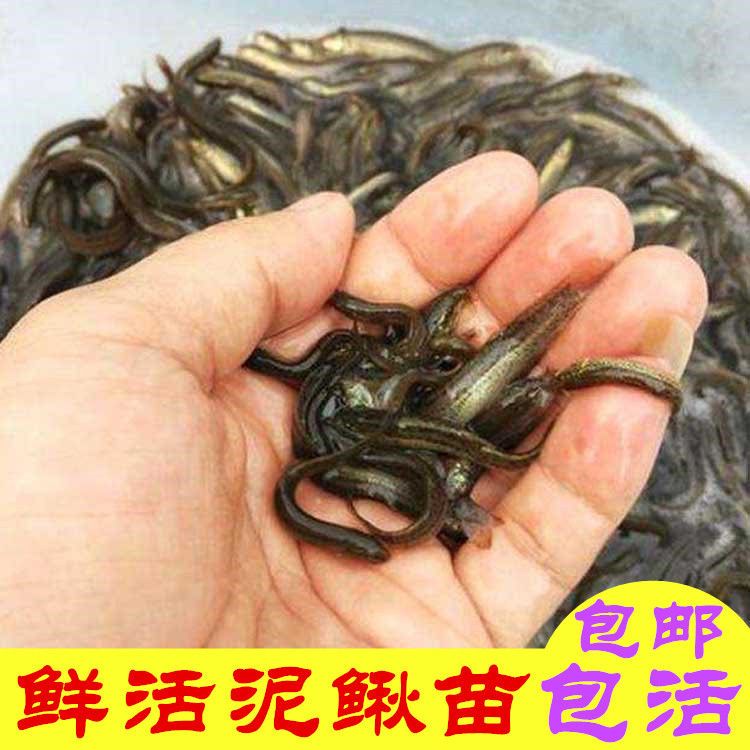 泥鳅苗小泥鳅苗放生龙鱼筏钓饵料宠物鱼乌龟小鱼活体饲料泥鳅活体